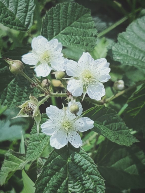 Nettle Flowers