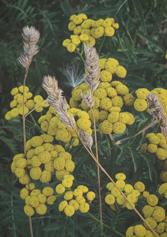 Common Tansy ( Boerenwormkruid )