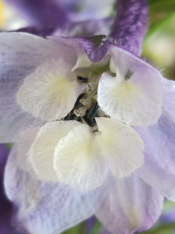 flowerphotography